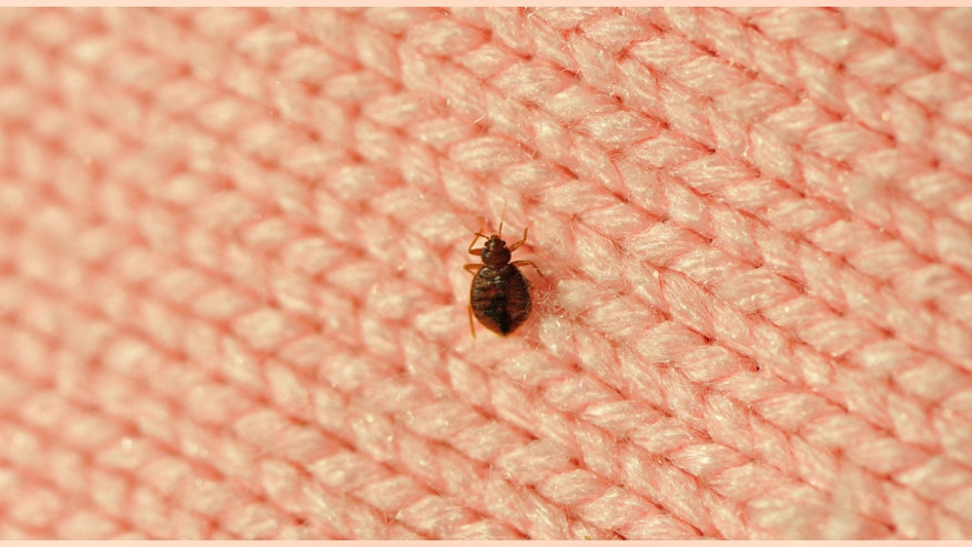 Bed bug istock.jpg